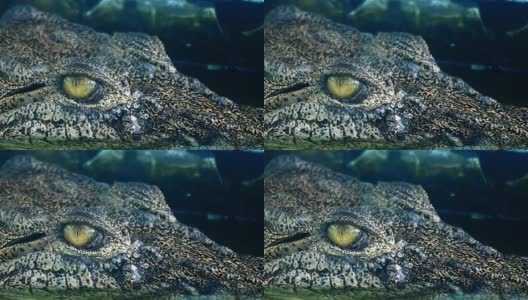 鳄鱼的眼睛会在潜水时眨眼或闭上眼睛。高清在线视频素材下载