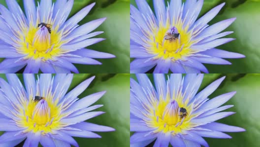 蜂群蓝莲花高清在线视频素材下载