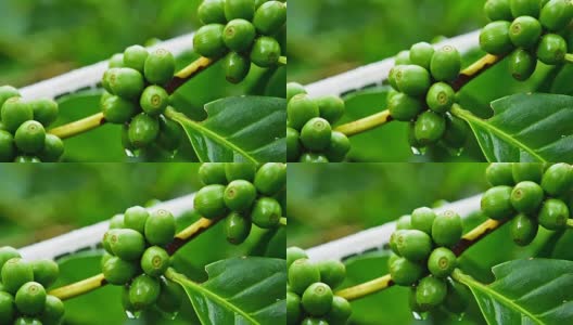 树上的露珠和绿咖啡豆高清在线视频素材下载