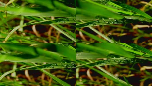 雨后湿漉漉的绿草近了高清在线视频素材下载