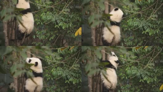 树上一只可爱的熊猫宝宝，4k高清在线视频素材下载