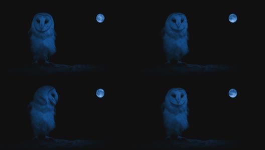 树枝上的猫头鹰和远处的月亮高清在线视频素材下载