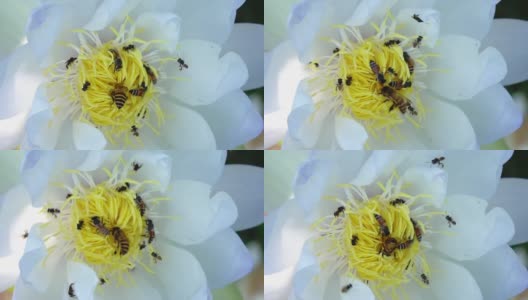 特写小蜜蜂收集花粉从自然界的白莲花。高清在线视频素材下载