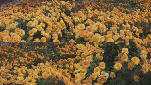 镜头掠过长满桔黄色花朵的林间空地高清在线视频素材下载