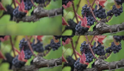 在葡萄园-葡萄在藤上高清在线视频素材下载