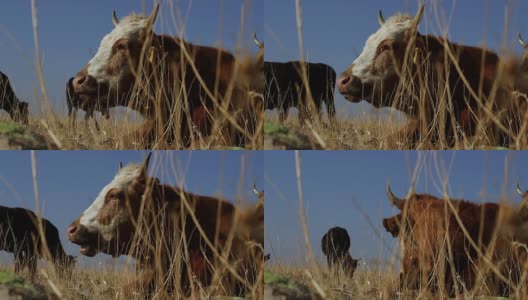 白牛和红牛躺在山野上，吃着青草。时间休息高清在线视频素材下载