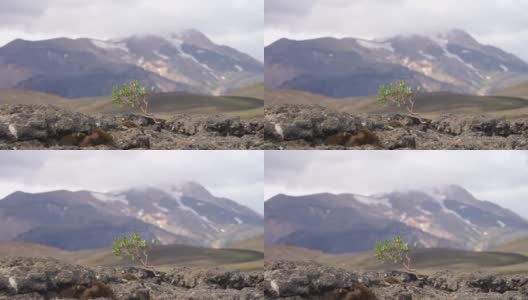 火山景观上的一棵强壮的小树。冰岛，劳格维格徒步旅行路线，欲望，意志力和力量的概念高清在线视频素材下载
