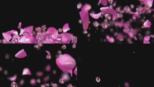 在4K慢镜头中，玫瑰花瓣和水滴一起跳跃高清在线视频素材下载