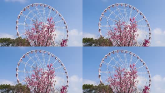 美丽的粉色樱花和粉色摩天轮与蓝天背景隔离，4k实时镜头。高清在线视频素材下载