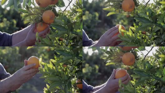农民的手从橘子树上采摘成熟的橘子果实。夕阳下地中海的农业果园高清在线视频素材下载