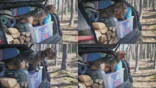 可爱的小猎犬戴着太阳镜，装在后备箱里准备露营高清在线视频素材下载