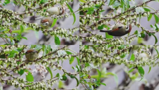 泰国北部因达农国家公园的红翅富尔维塔自然鸟。高清在线视频素材下载