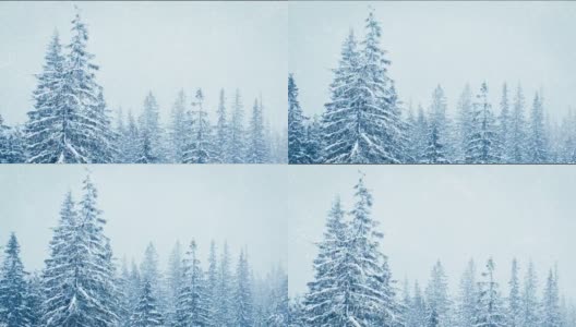 树枝上美丽的绒毛雪。雪从云杉的树枝上美丽地飘落下来。冬天的童话，树在雪里囚禁。冬天下雪的视频高清在线视频素材下载