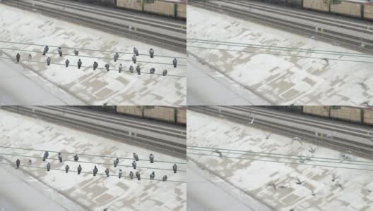 一群鸽子在慢镜头高清画面中从电线上起飞高清在线视频素材下载