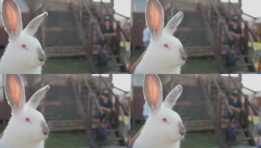 美丽可爱的白色绒毛兔子特写。野兔。Copyspace复活节兔子高清在线视频素材下载