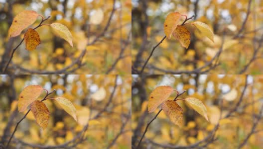 风猛烈地摇动着长着金色叶子的树枝。树叶在风中摇曳高清在线视频素材下载
