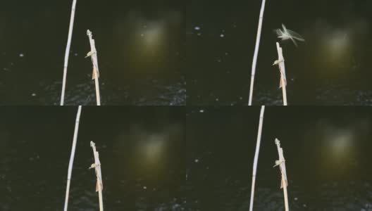 两只蜻蜓坐在湖边的芦苇枝上飞走了高清在线视频素材下载