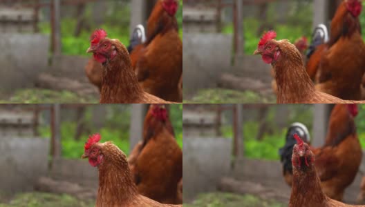 鸡站在乡下的一个乡下花园。特写一只鸡站在后院带鸡笼的棚子上。放养鸟类高清在线视频素材下载