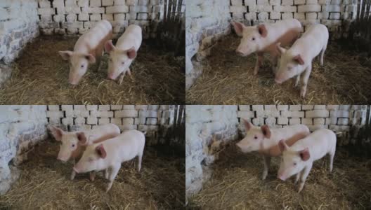 小猪,小猪高清在线视频素材下载