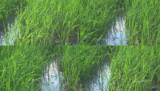 夕阳下的绿色稻田高清在线视频素材下载