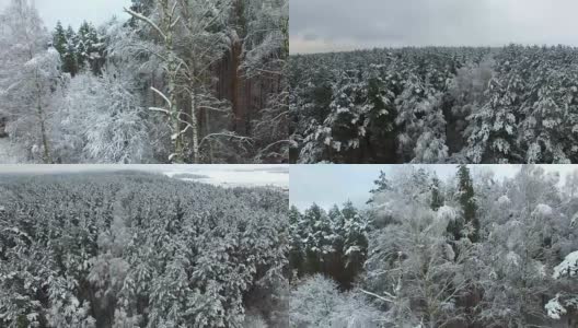 冬天森林的上升空中高清在线视频素材下载