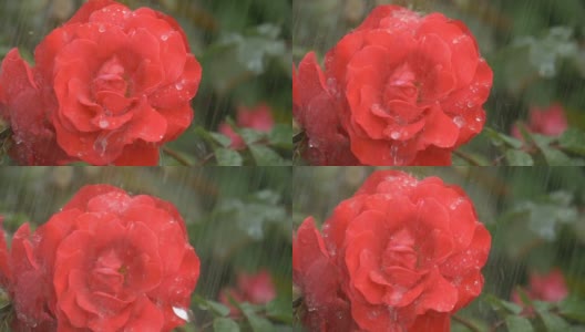 雨点下一朵美丽的红玫瑰。高清在线视频素材下载
