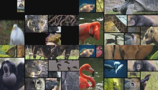 动物蒙太奇3高清在线视频素材下载