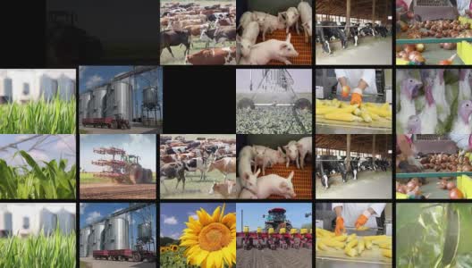 农业-食品生产多屏高清在线视频素材下载