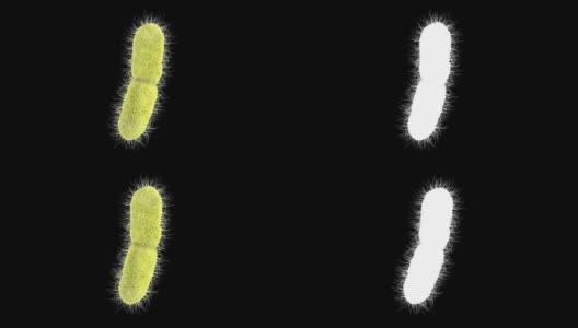 肺炎克雷伯菌的三维动画高清在线视频素材下载