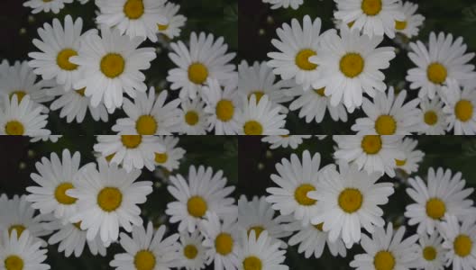 花坛上的雏菊。高清视频画面静态摄像机高清在线视频素材下载