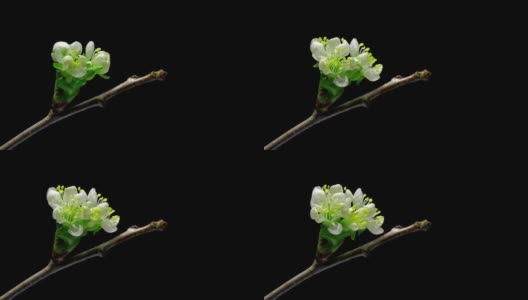 樱花花蕾孤立生长在黑色背景上高清在线视频素材下载