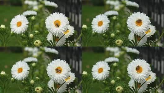蜜蜂在白冠雏菊上采集花粉高清在线视频素材下载
