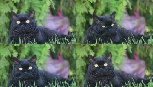 户外的黄眼睛黑猫。黑猫躺在外面的草地上看着周围。塞尔扣克雷克斯。高清在线视频素材下载