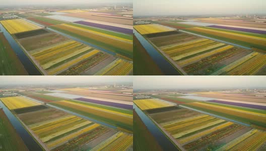鸟瞰荷兰利塞库肯霍夫植物园一排排美丽的郁金香。高清在线视频素材下载