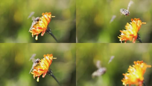 黄蜂从高山绉花收集花蜜高清在线视频素材下载