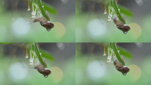 下雨天，蜗牛在叶子上高清在线视频素材下载