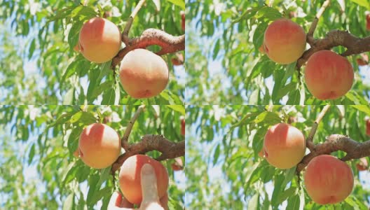 农夫摘熟了的桃子。高清在线视频素材下载
