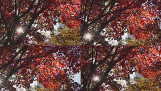 日本京都的秋叶镜头。近距离观察日本秋天的红枫树叶。高清在线视频素材下载