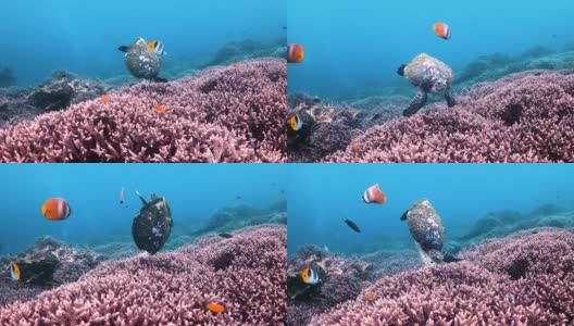 以硬珊瑚为食的玳瑁海龟高清在线视频素材下载