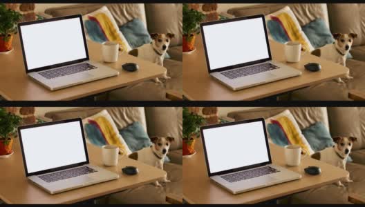黑屏的笔记本电脑和坐在沙发上的小狗高清在线视频素材下载