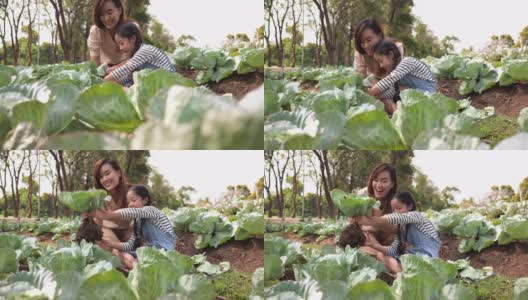 一个亚洲家庭，一个孩子在有机菜园里收割蔬菜。母亲和女儿穿着休闲的衣服在一个夏天的早晨从土壤中采摘沙拉蔬菜。教授可持续的生活方式和园艺的概念。高清在线视频素材下载