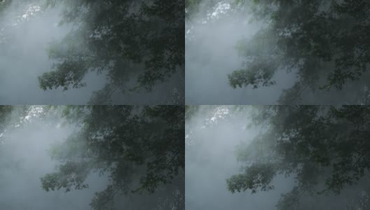 神秘的雾在森林迷雾烟雾高清在线视频素材下载