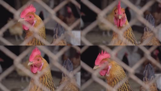 特写一只鸡在一个农场的家禽屋里。动物庄园,4 k高清在线视频素材下载