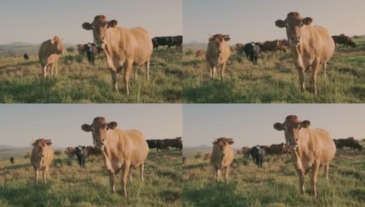牛是非常好奇和感性的生物高清在线视频素材下载