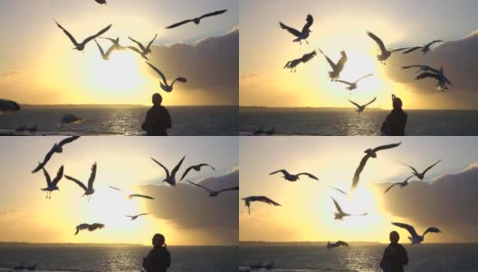 海鸥在游客游览墨尔本时飞过的田园诗般的照片。高清在线视频素材下载