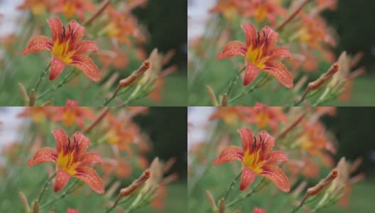橙花萱草属植物高清在线视频素材下载
