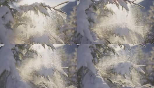 风吹过云杉树枝，雪花飘落的慢镜头。雪粒受到太阳的背光照射。在森林或公园里，冬天下雪，阳光灿烂高清在线视频素材下载