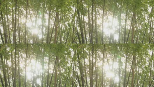 阳光竹树高清在线视频素材下载
