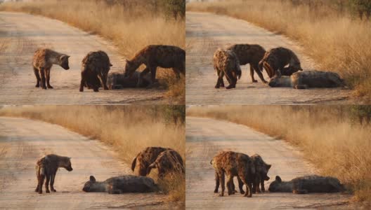 南非克鲁格国家公园的斑点鬣狗高清在线视频素材下载