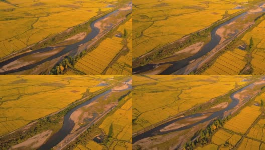 鸟瞰图的水稻谷物种植区高清在线视频素材下载